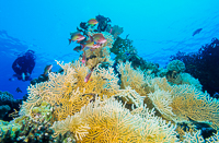 Voyage Egypte Plongee El-Gouna recif corallien
